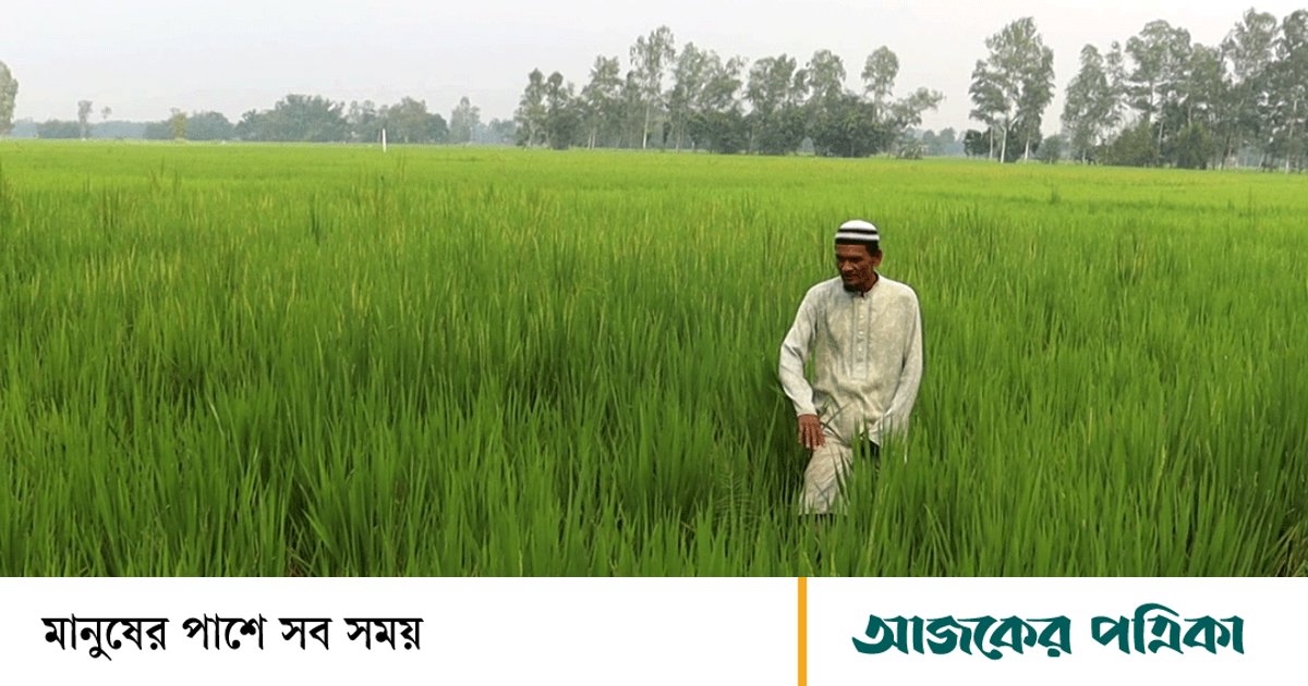 বোদা উপজেলা: ফসলে পোকার আক্রমণ কৃষি কর্মকর্তা ‘লাপাত্তা’