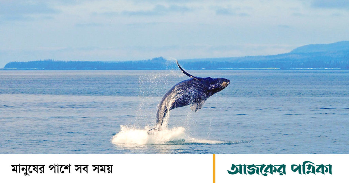 তিমিদের সরল ঘোষণা: আমরা এখানে আছি